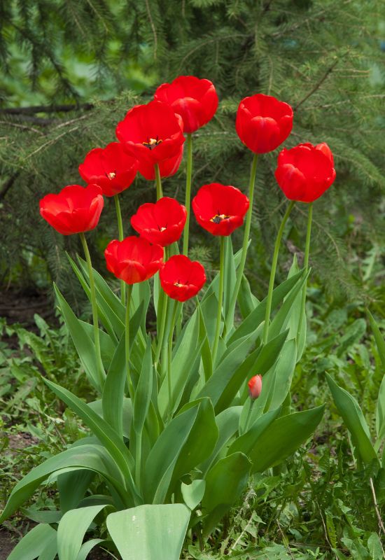 Tulips (Tulipa spp.)