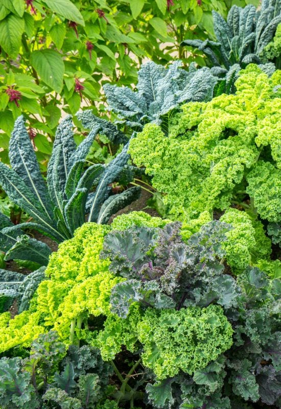 Vegetable garden with cabbage plants