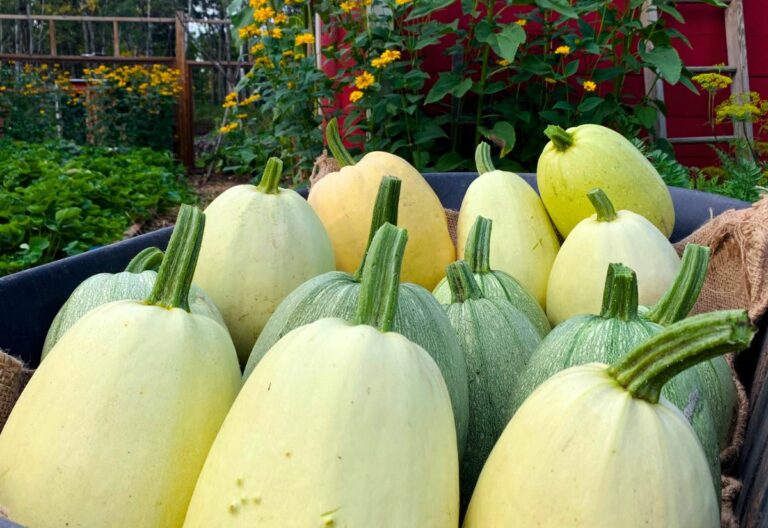 When to Harvest Spaghetti Squash and How to Cure It for Long-Lasting Flavor