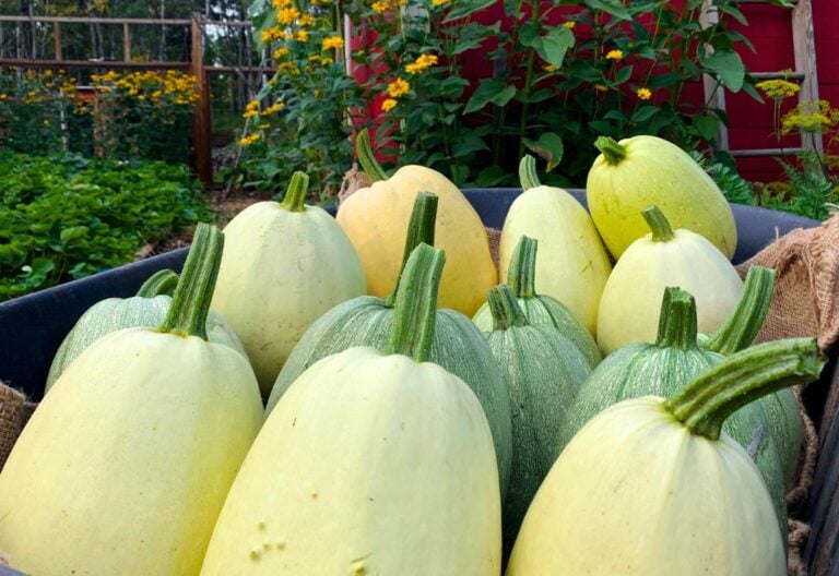 When To Harvest Spaghetti Squash And How To Cure It For Long-Lasting Flavor