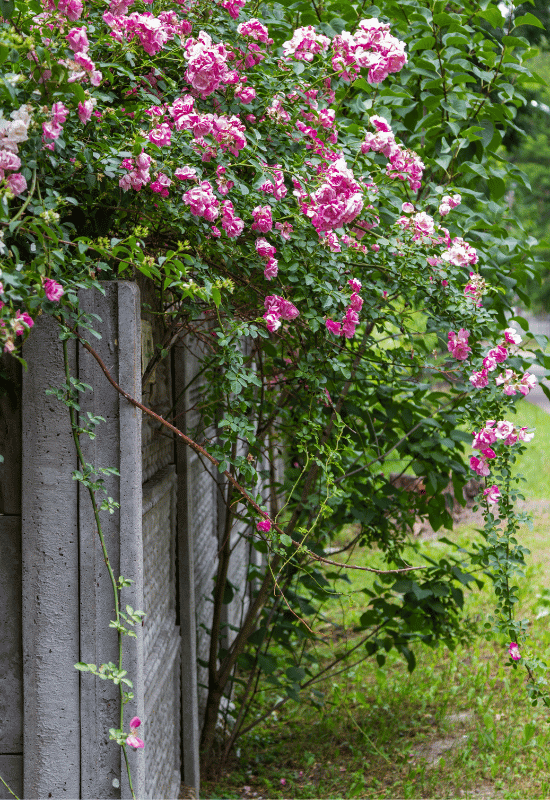 rose bush for home safety