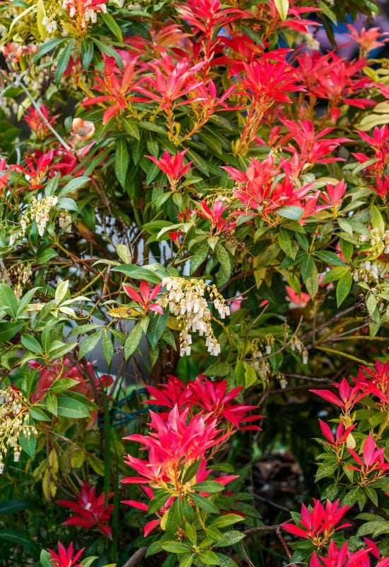 ‘Red Head’ Japanese Andromeda (Pieris japonica ‘Red Head’)
