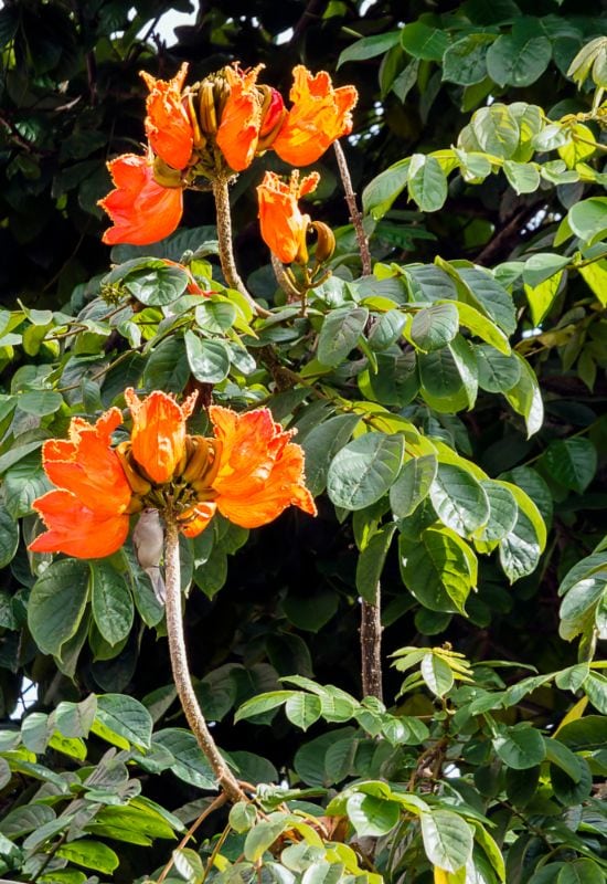  African Tulip Tree (Spathodea campanulata)