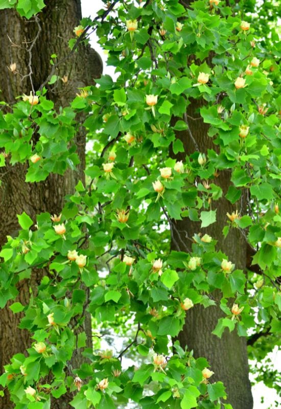 American Tulip Tree (Liridodendron tulipifera)