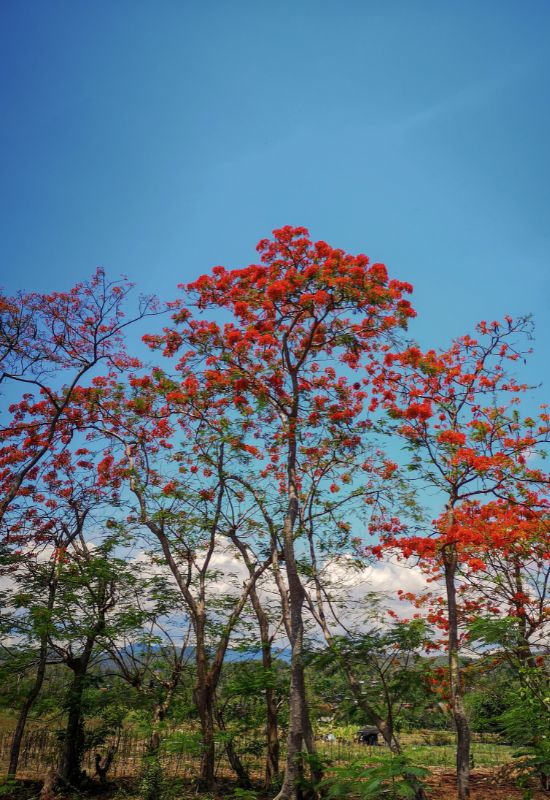 Bird of Paradise (Caesalpina pulcherrima)
