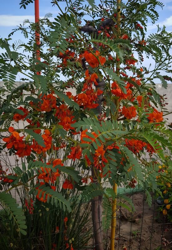 Brazilian Rattlebox (Sesbania punicea)