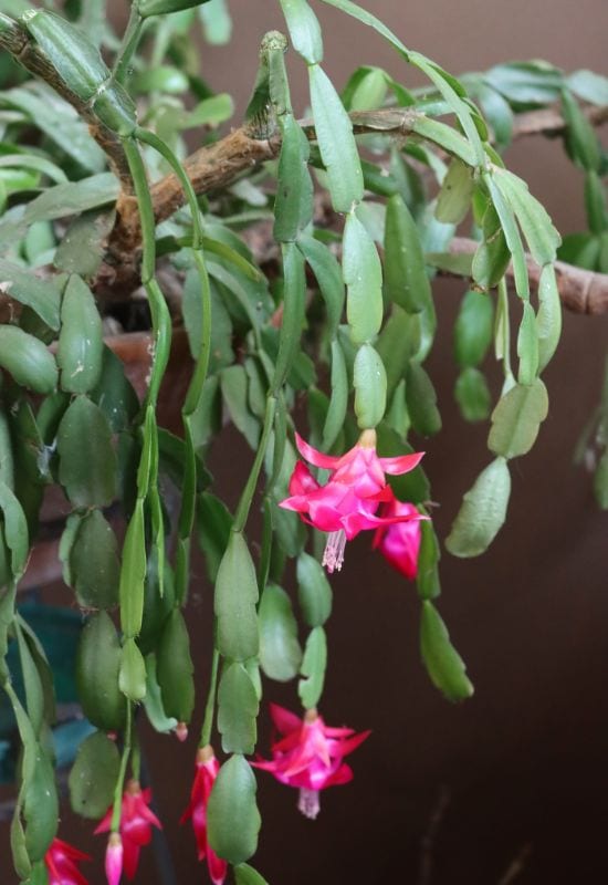 Christmas Cactus (Schlumbergera spp.)