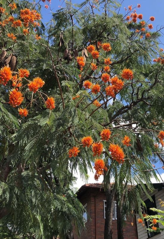 Colville’s Glory Tree (Colvillea racemosa)