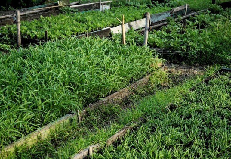 10 Cover Crops for Raised Beds to Improve Your Soil Over
