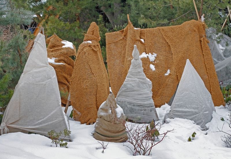 Cover Lavender plants to Keep Them Warm during Winter