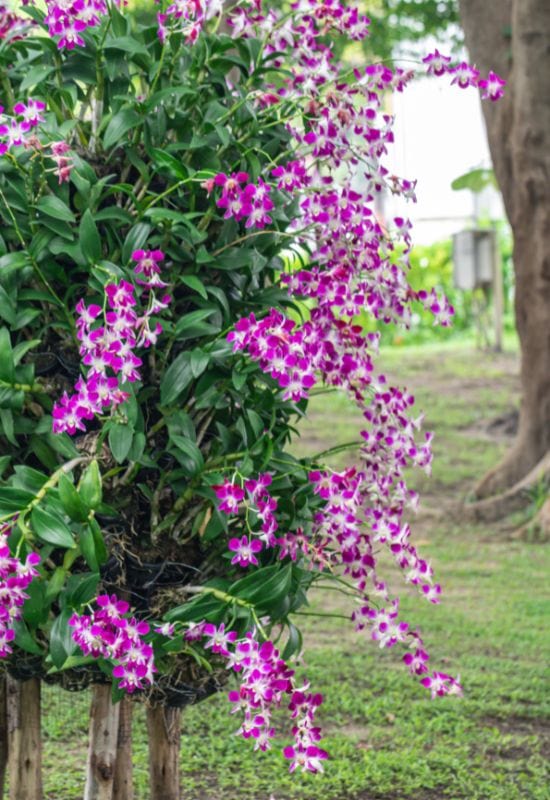 Dendrobium Orchid (Dendrobium spp.)