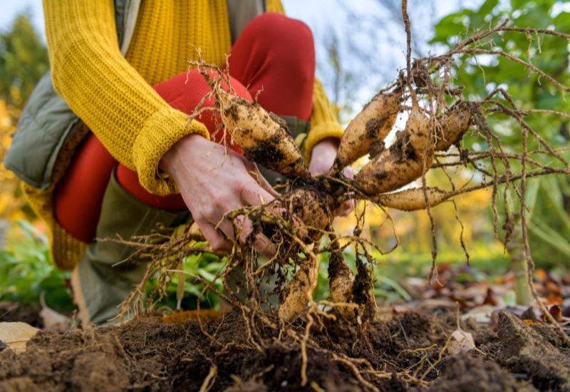 Dig Up and Overwinter Tender Bulbs, Corms and Tubers