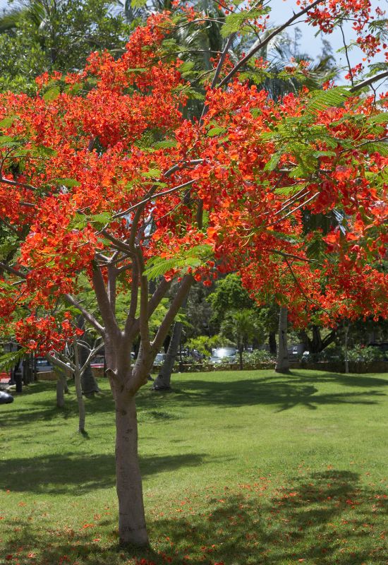 Flamboyant (Delonix regia)