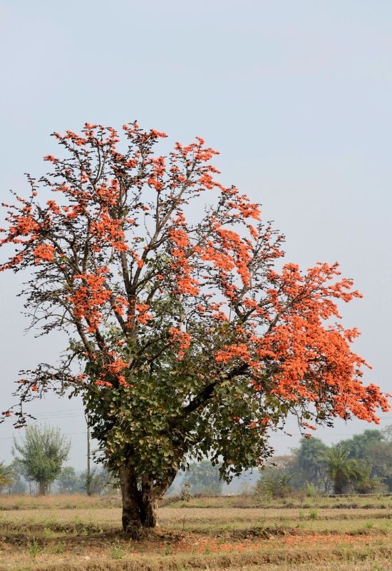  Flame of the Forest (Butea monosperma)