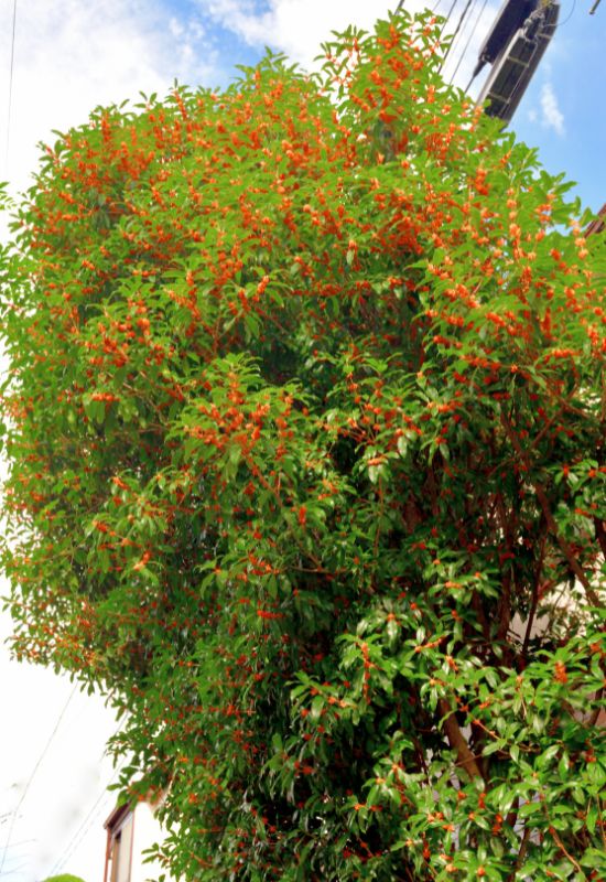 Fragrant Tea Olive Tree (Osmanthus fragrans f. auranticus)