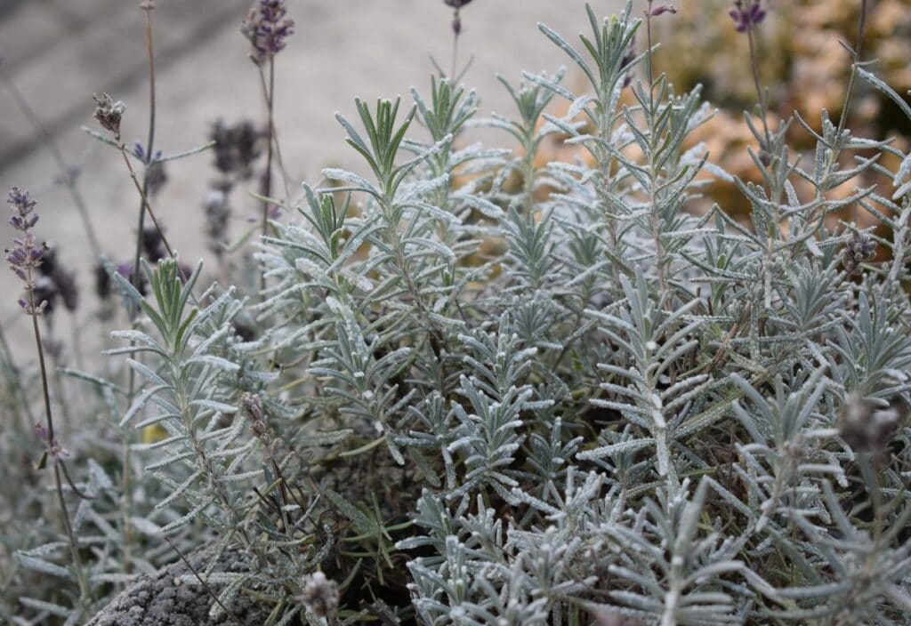 5 Things to Do With Lavender Plants in the Fall to Prepare Them for Winter