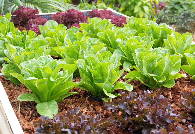 Ideal Spacing For Different Lettuce Varieties