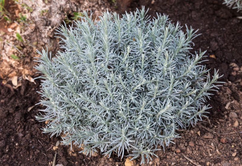Improve Soil Drainage to Protect Your Lavender’s Roots from Wet Winters!