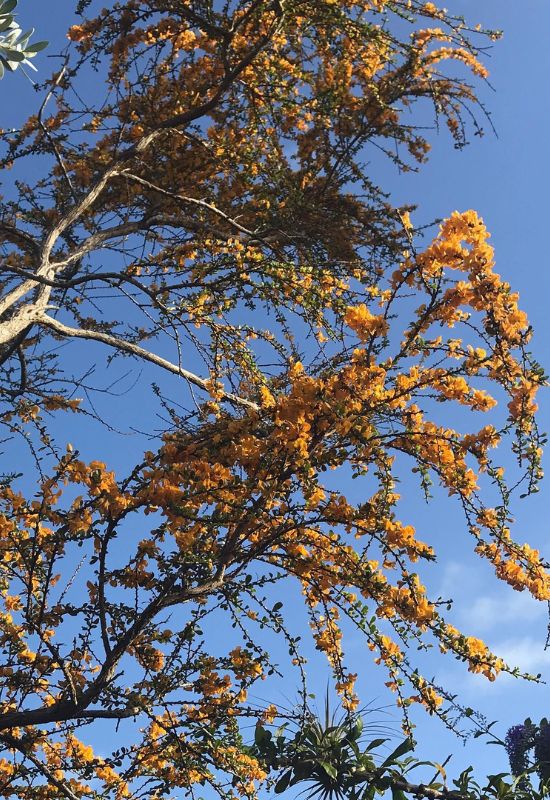  Jamaican Rain Tree (Brya ebenus)