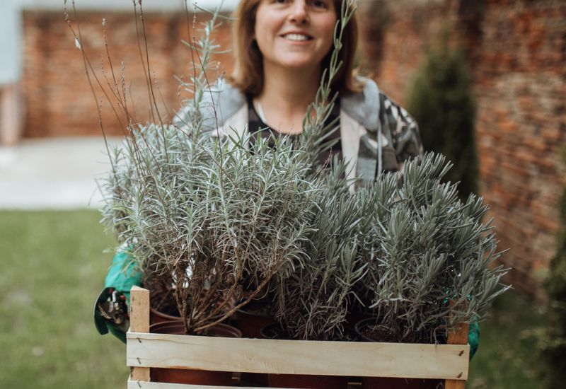 Move Potted Lavender Indoors to Shelter The Shrubs
