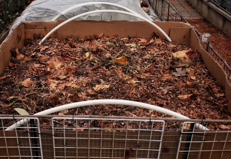 Mulch Impoverished Soil Using Fallen Leaves