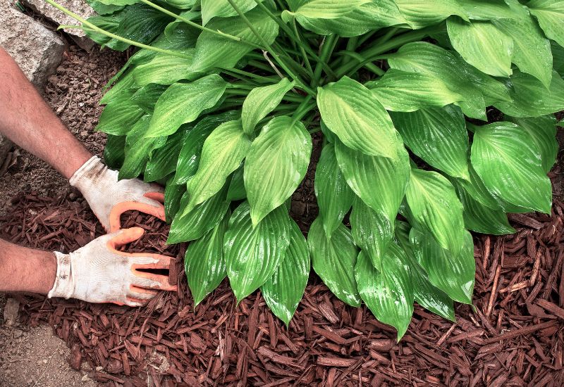 Mulch More Hidden Parts of Your Ornamental Garden with Wood Chips