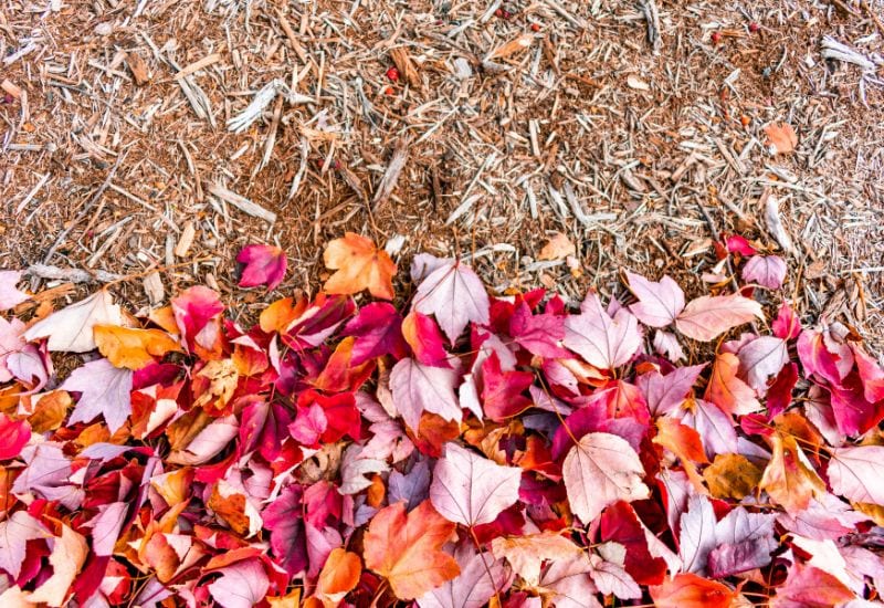 Mulch Your Garden in Fall Because That’s What Nature Does!