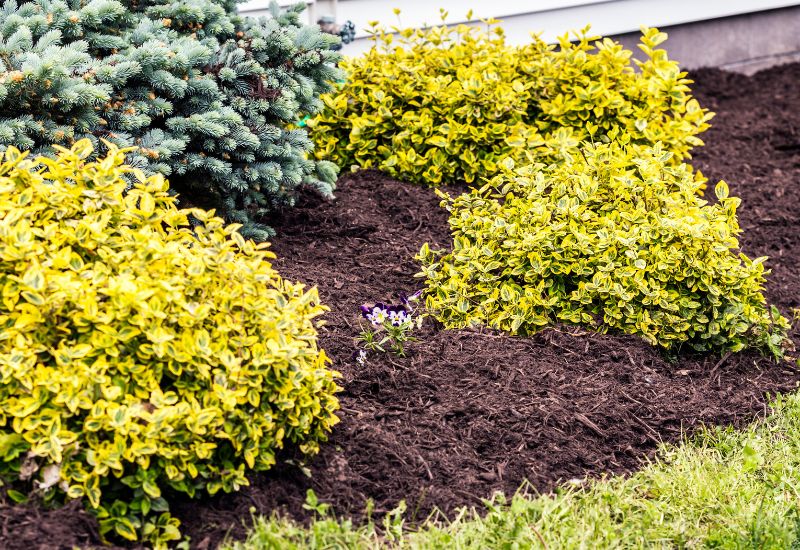 Mulch Your Garden’s Beds, Borders and Under Trees and Shrubs