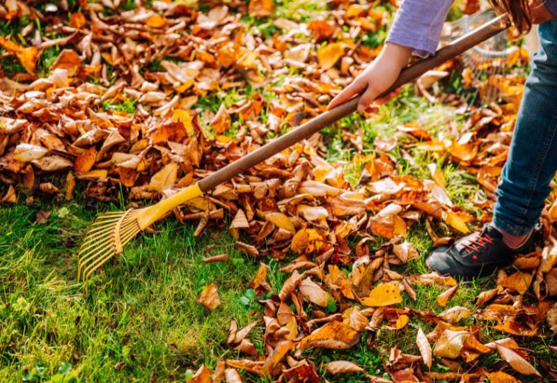 Mulch Your Lawn with Leaves… It’s not Just Romantic, It Is Healthy Too