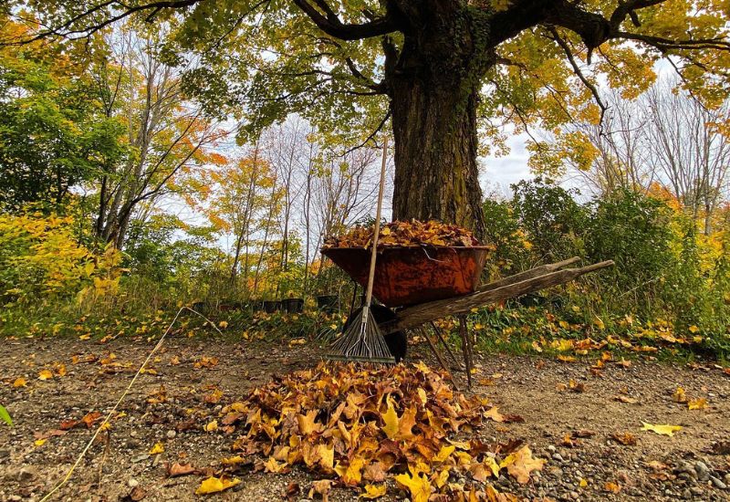 Mulch Your Trees with Leaves