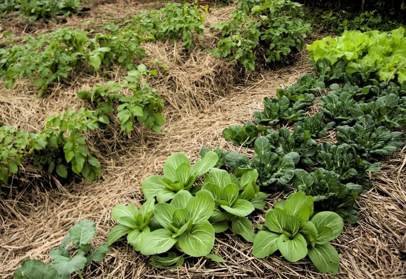 Mulch Your Vegetable Garden with Straw