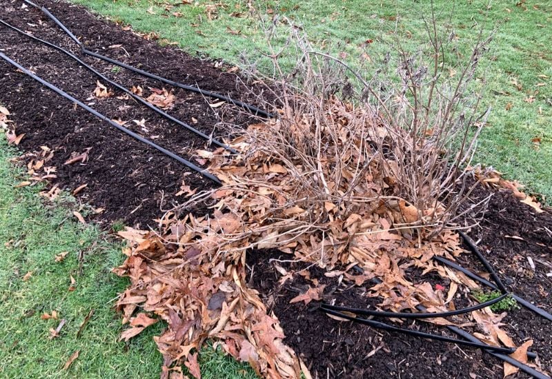 Mulching Keep the Soil and Roots Warm