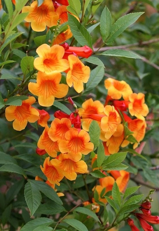 Orange Jubilee’ Esperanza (Tecoma stans ‘Orange Jubilee’)