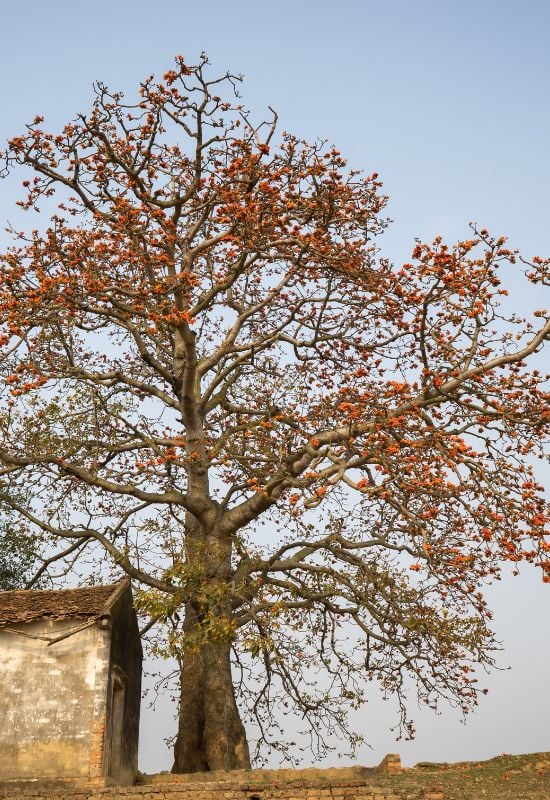 Orange Silk Cotton Tree (Bombax ceiba)