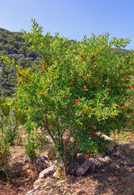 Pomegranate Tree (Punica granatum)