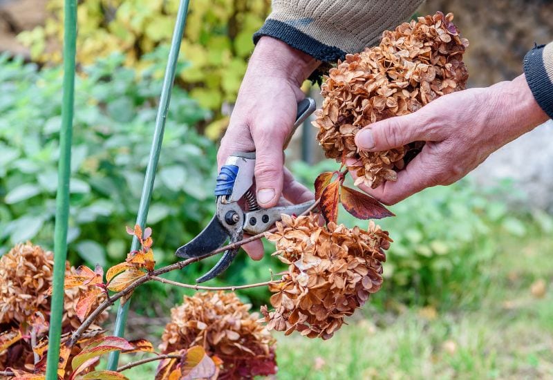 Prepare Shrubs for Winter