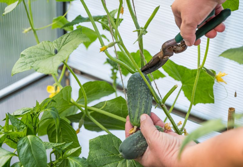 Pruning Cucumbers To A Trellis