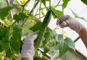 Steps To Successfully Pruning Cucumbers (1)