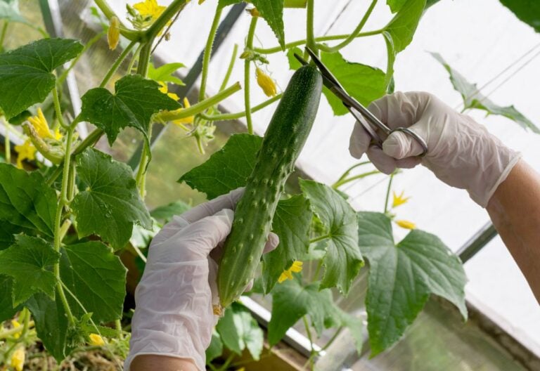 5 Cucumber Pruning Secrets to Grow More Crisp Cucumbers, Not Just Leaves!