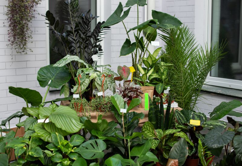 Shelter the Tender (Potted) Plants You Have In Your Garden for Winter