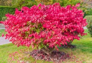 Shrubs With Red Leaves All Year