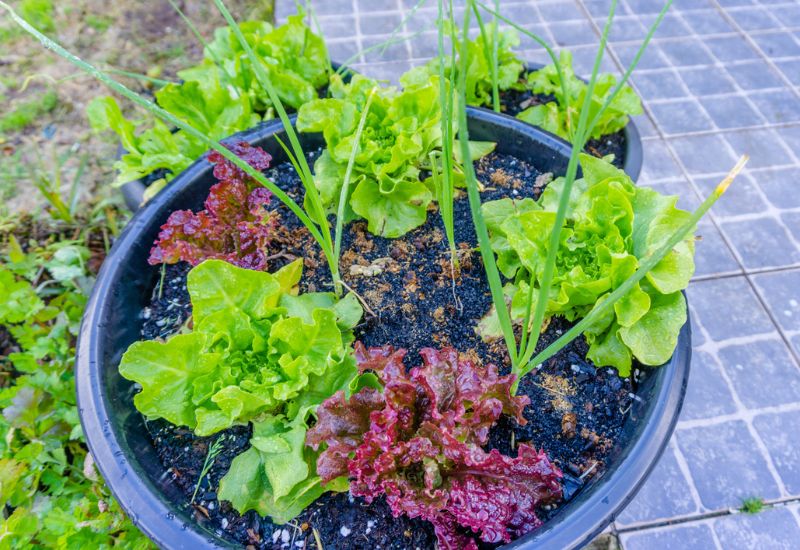 Spacing Lettuce In Containers