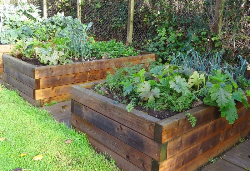 Spacing for Growing Zucchini in a Raised Bed