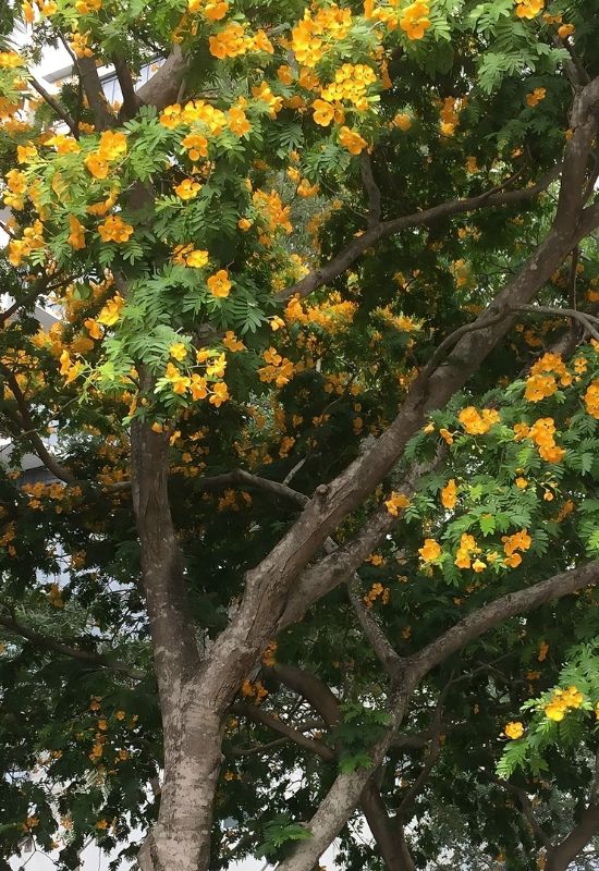 Verawood Tree (Bulnesia arborea)