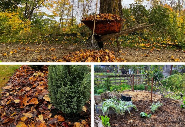 Which Type of Mulch to Use and Where in Fall to Protect Your Garden in Winter