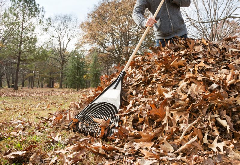 Man hands pushing down leaves with rake