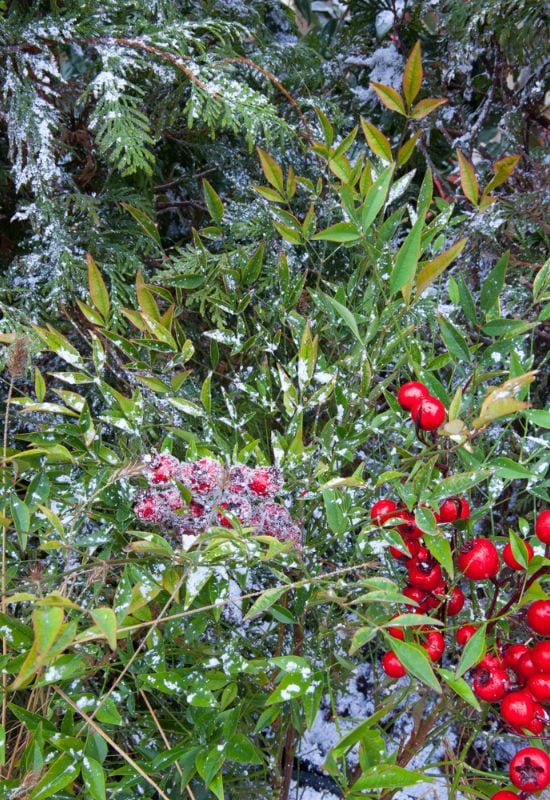 Do This, Not That: 10 Fall Tasks You Can't Afford to Miss for a Dazzling Winter Garden 1