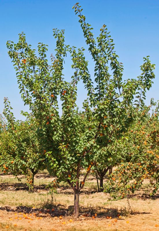 Apricot Trees (Prunus armaniaca)