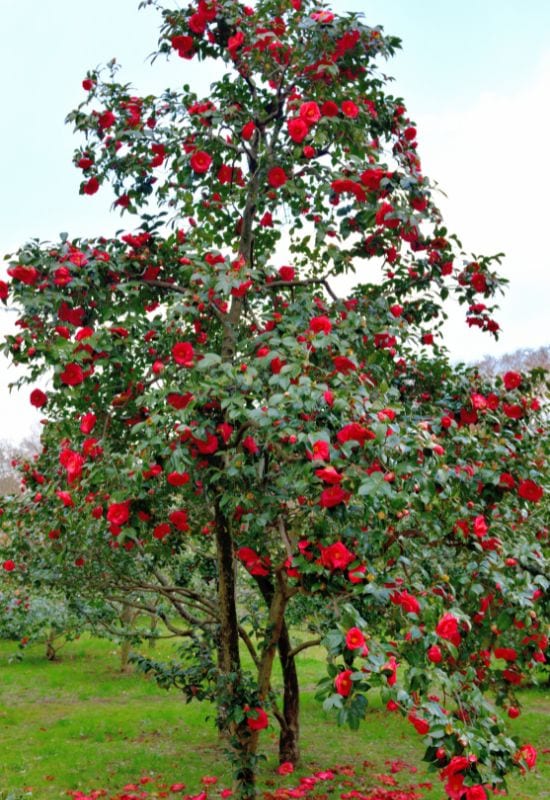  Camellia (Camellia japonica)
