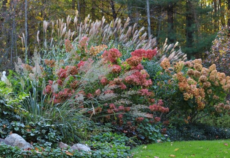 Deadheading Hydrangeas When, Why & How to Cut off Dead Blooms
